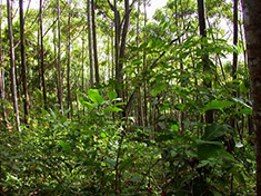 Tropical Rainforest Biome