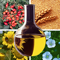 Future Of Wvo Waste Vegetable Oil