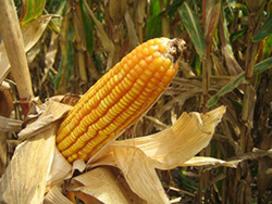 Corn Ethanol