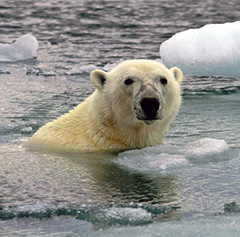 Ecological Problems Ecological Problems