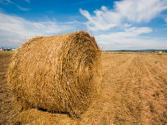 Biomass Energy Pros and Cons Biomass Energy Pros and Cons