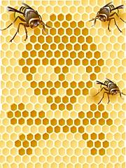 Colony Collapse Disorder