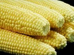 Corn Plastics