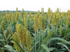 Sweet Sorghum