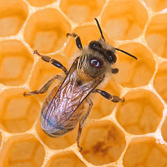 The Slavery of a Bee The Slavery of a Bee