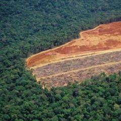 Deforestation And Global Warming Deforestation And Global Warming