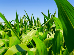 Biofuels Biofuels