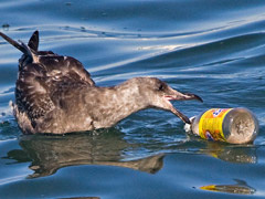 4 Secrets About the Garbage Patch in the Pacific Ocean