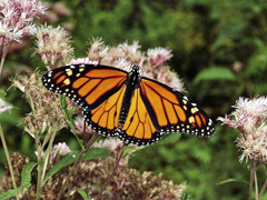 monarch butterfly monarch butterfly