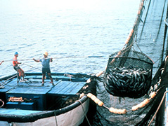 commercial fishing commercial fishing