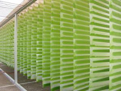 algae biofuel