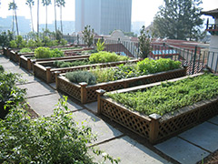 rooftop garden