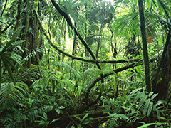 rainforest-plants