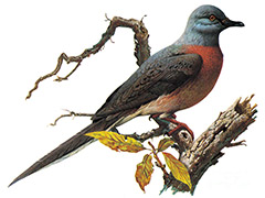 Passenger_Pigeon