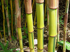 bamboo