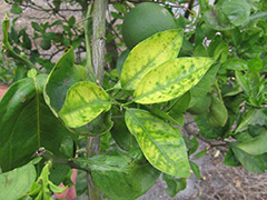citrus-greening