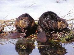 beavers