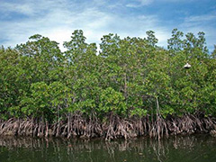 mangroves