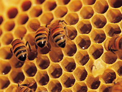 honeybees