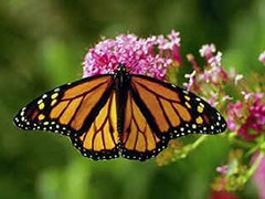 monarch-butterfly