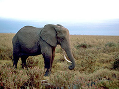 African-elephant