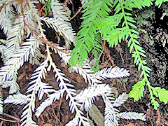 chimeric-albino-redwood