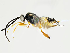 parasitic-wasp