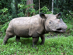 Sumatran-rhino