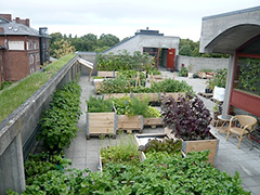rooftop-farming
