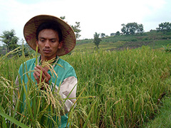 Indonesia-farming