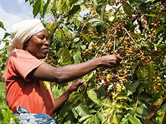 coffee-crops