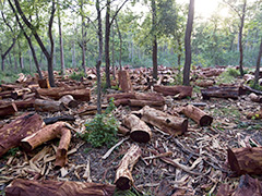 deforestation