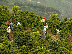 coffee-farm