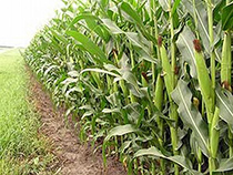 Biomass Fuels Biomass Fuels