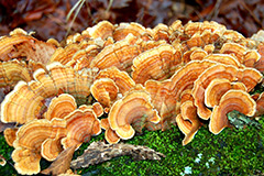 Tree Fungus