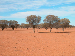 Deforestation and Global Warming