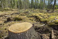 Deforestation Deforestation