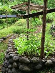 Greenhouse Gardening Tips