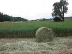 Switchgrass Ethanol